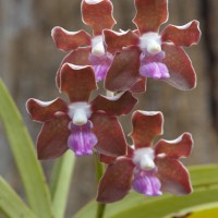 Vanda tessellata (Roxb.) Hook. ex G.Don